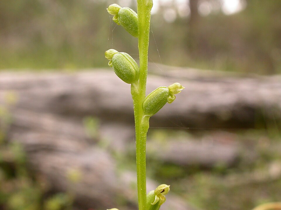 Microtis unifolia (common onion-orchid) (alternate view 5)