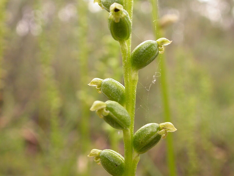 Microtis parviflora (slender onion-orchid) (alternate view 4)