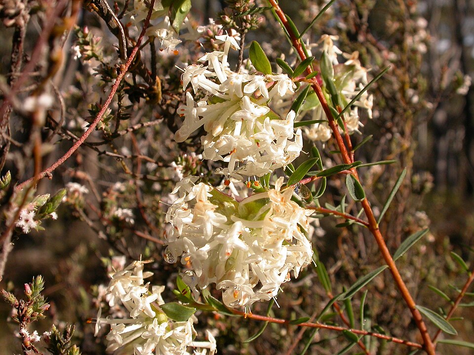 Pimelea linifolia (Queen of the Bush)