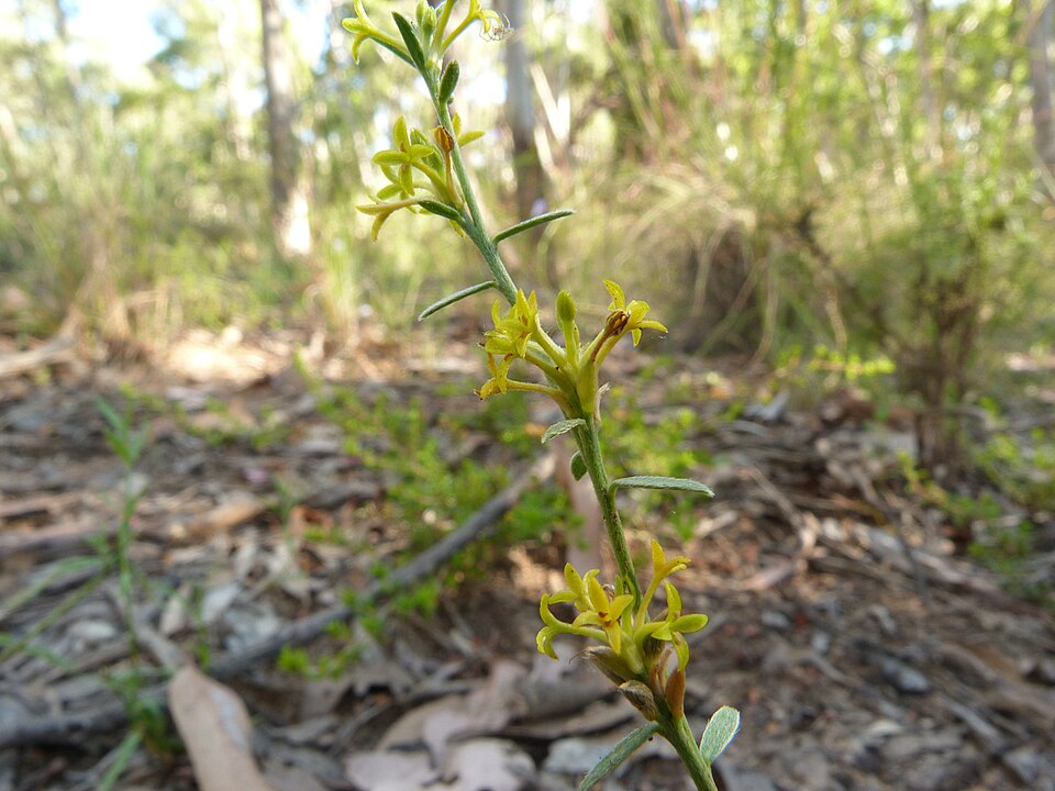 Pimelea curviflora (curved rice-flower) (alternate view 6)