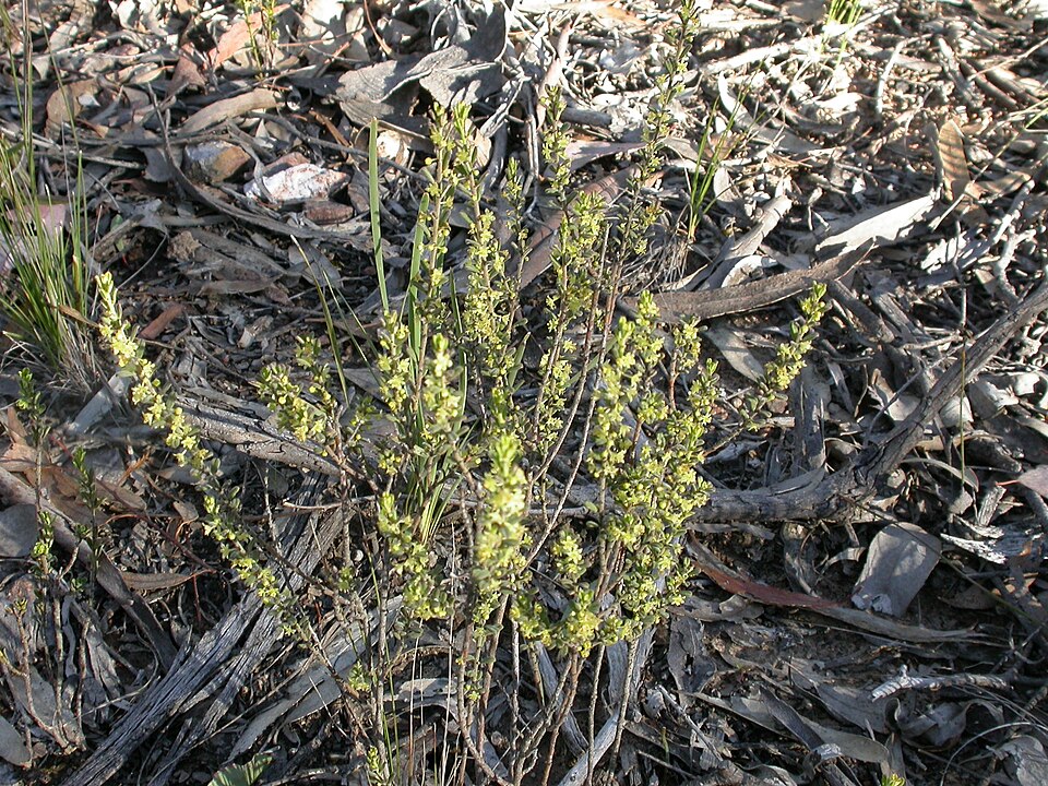 Phyllanthus hirtellus (Thyme Spurge)