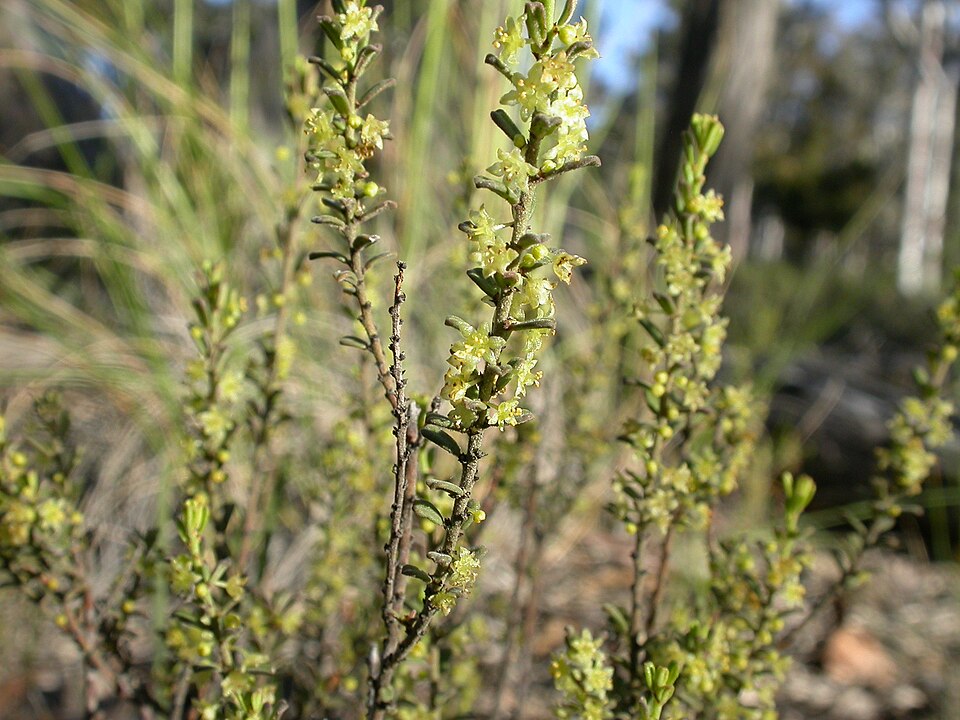 Phyllanthus hirtellus (Thyme Spurge) (alternate view 2)