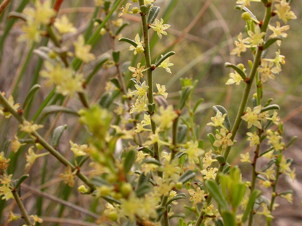 Phyllanthus hirtellus (Thyme Spurge) (alternate view 3)