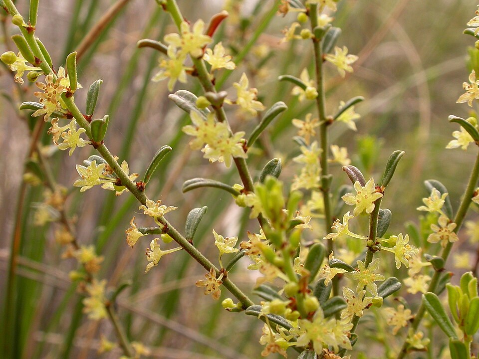 Phyllanthus hirtellus (Thyme Spurge) (alternate view 4)