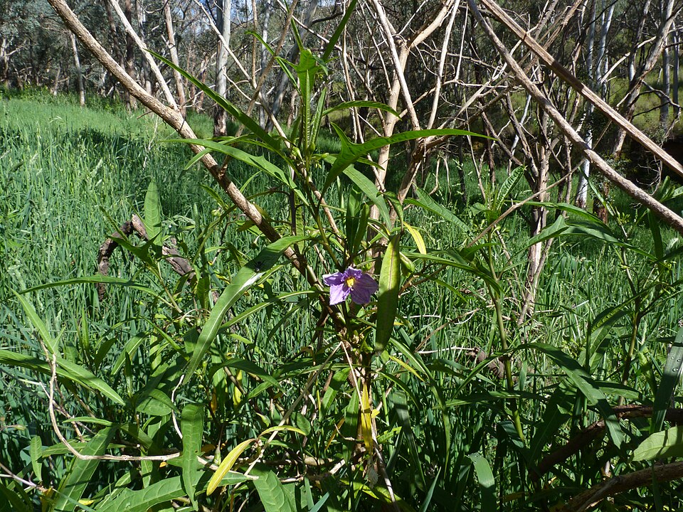 Solanum laciniatum (kangaroo-apple) (alternate view 5)