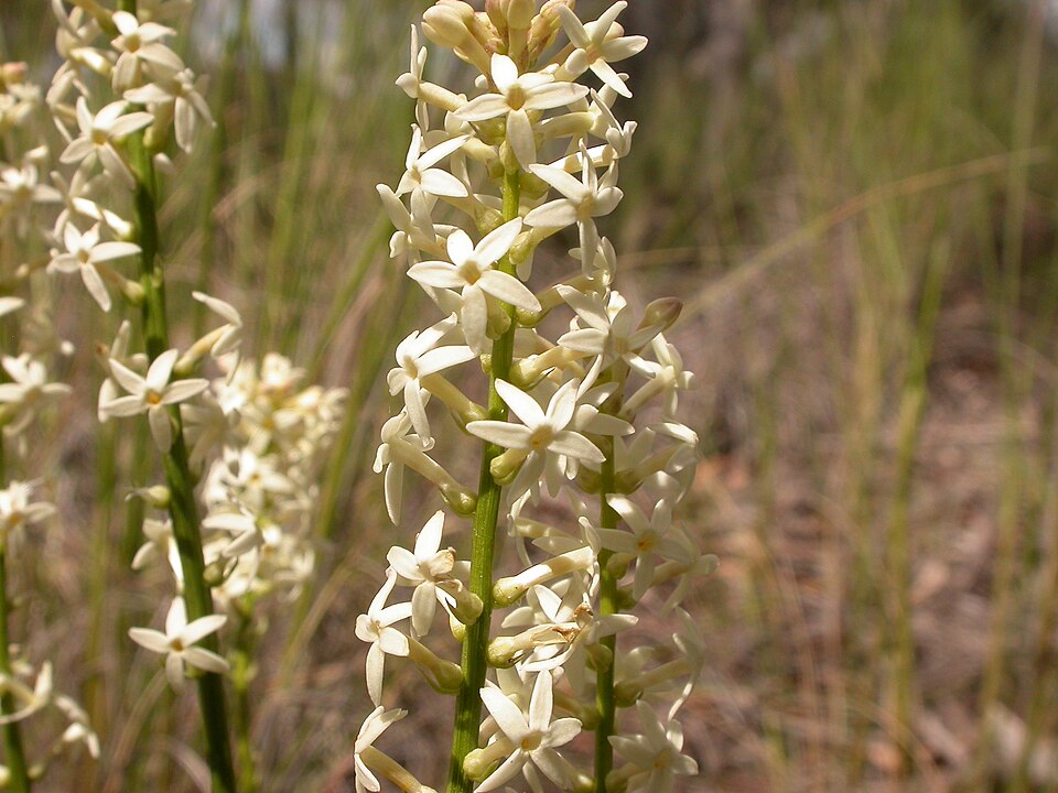 Stackhousia monogyna (Creamy Candles) (alternate view 3)