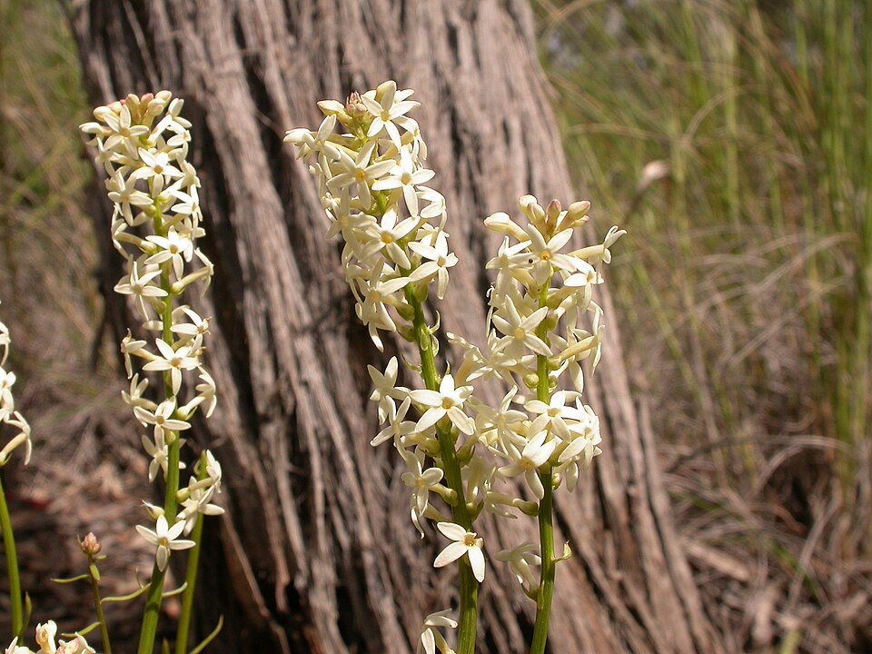 Stackhousia monogyna (Creamy Candles) (alternate view 4)