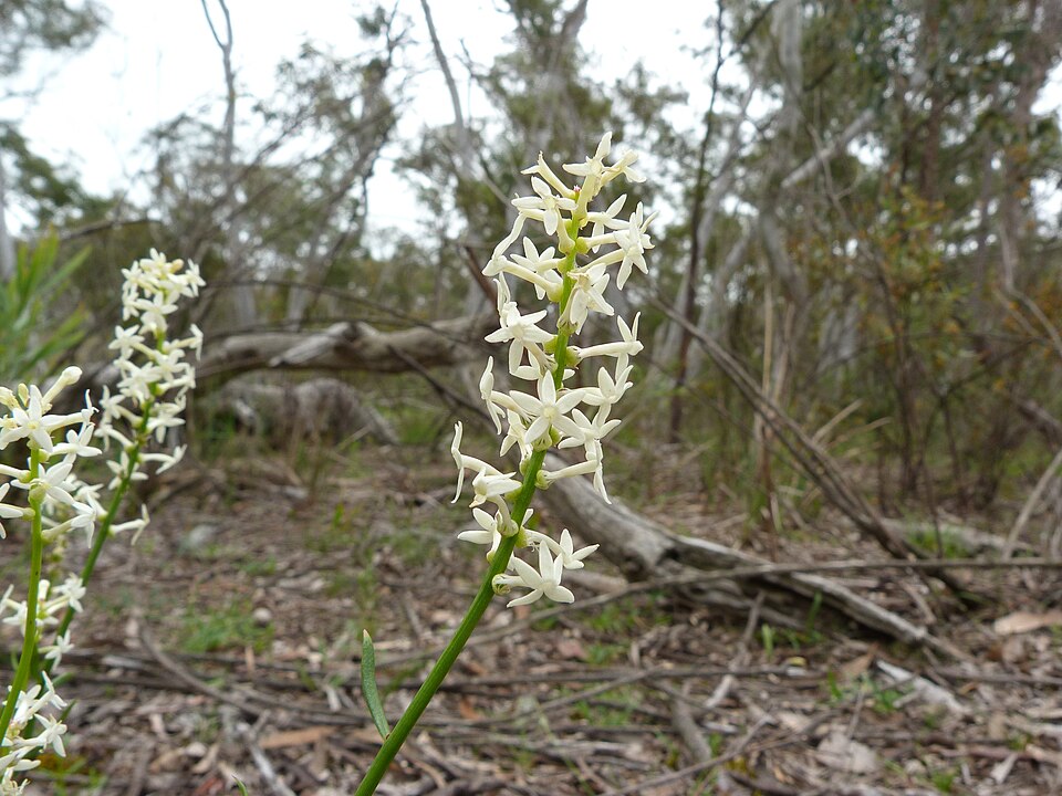 Stackhousia monogyna (Creamy Candles) (alternate view 5)