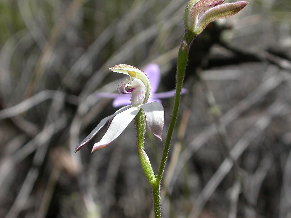 Caladenia moschata (Musky Caps) (alternate view 10)