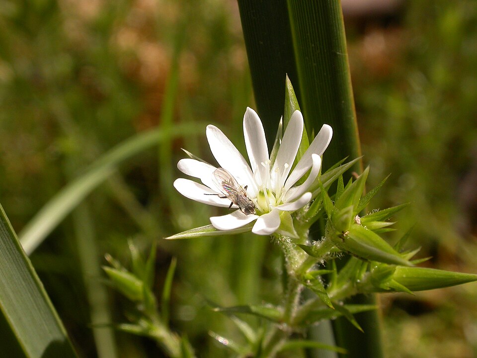 Stellaria pungens (prickly starwort) (alternate view 7)