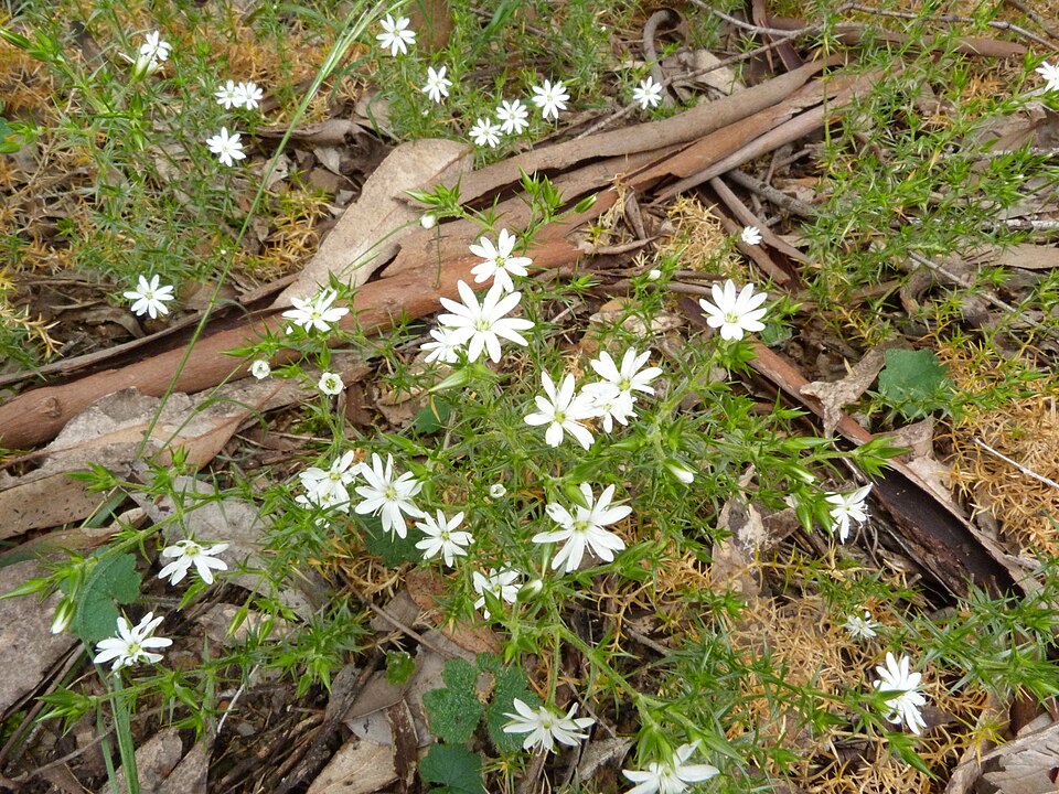 Stellaria pungens (prickly starwort) (alternate view 8)