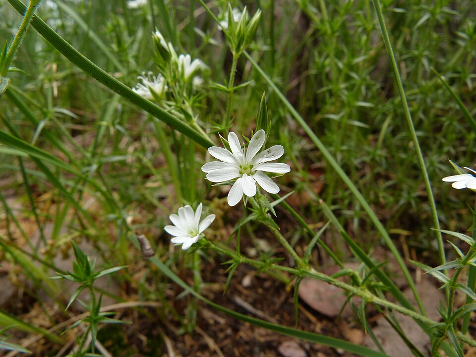 Stellaria pungens (prickly starwort) (alternate view 9)