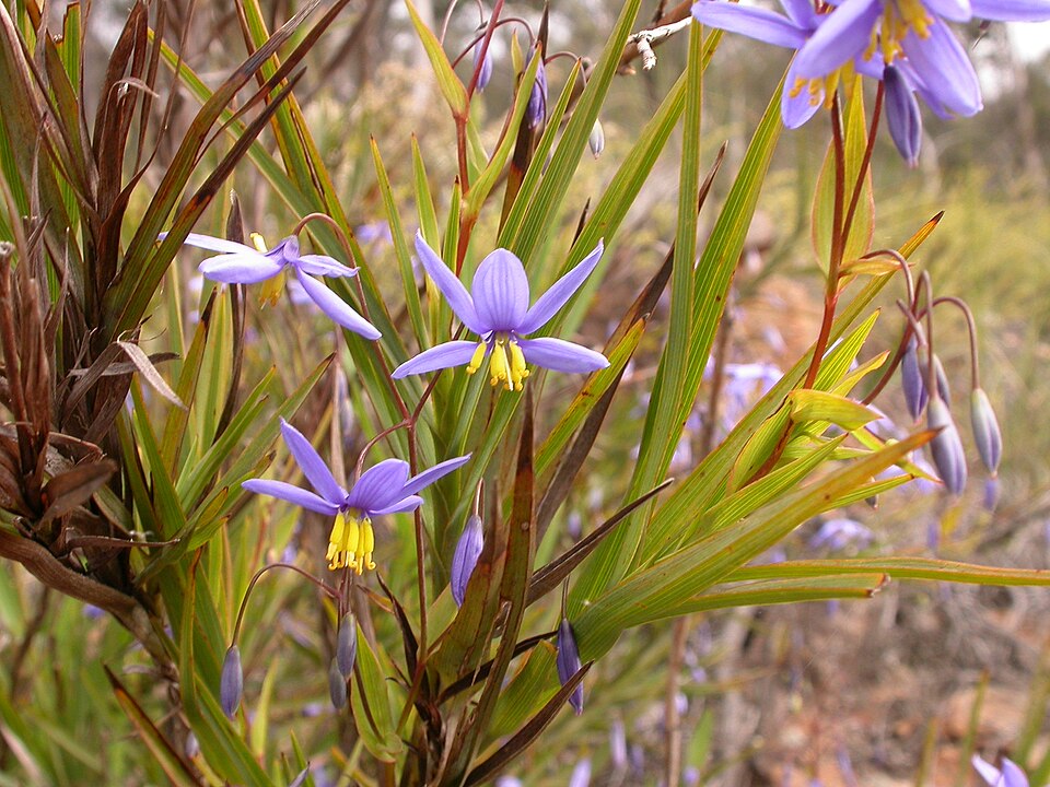 Stypandra glauca (nodding blue lily) (alternate view 9)