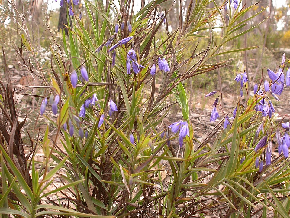Stypandra glauca (nodding blue lily) (alternate view 10)