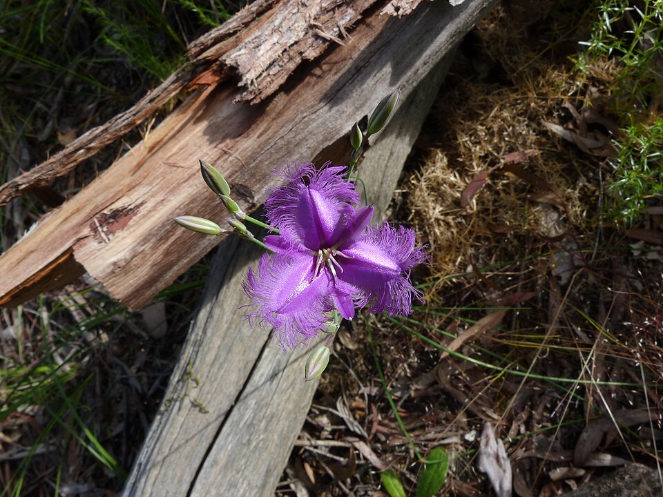 Thysanotus tuberosus (Common Fringe-lily) (alternate view 3)