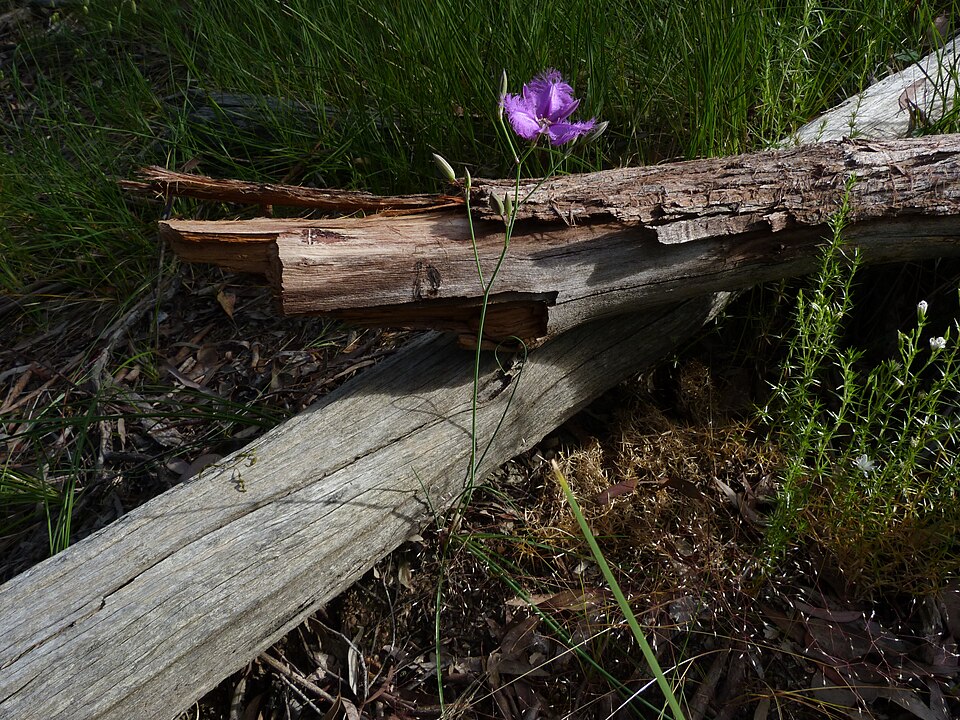 Thysanotus tuberosus (Common Fringe-lily) (alternate view 4)