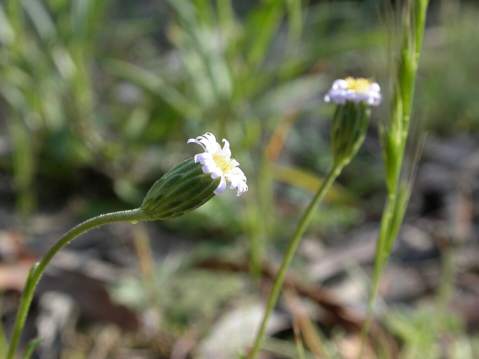 Vittadinia cuneata (Purple Fuzzweed) (alternate view 7)