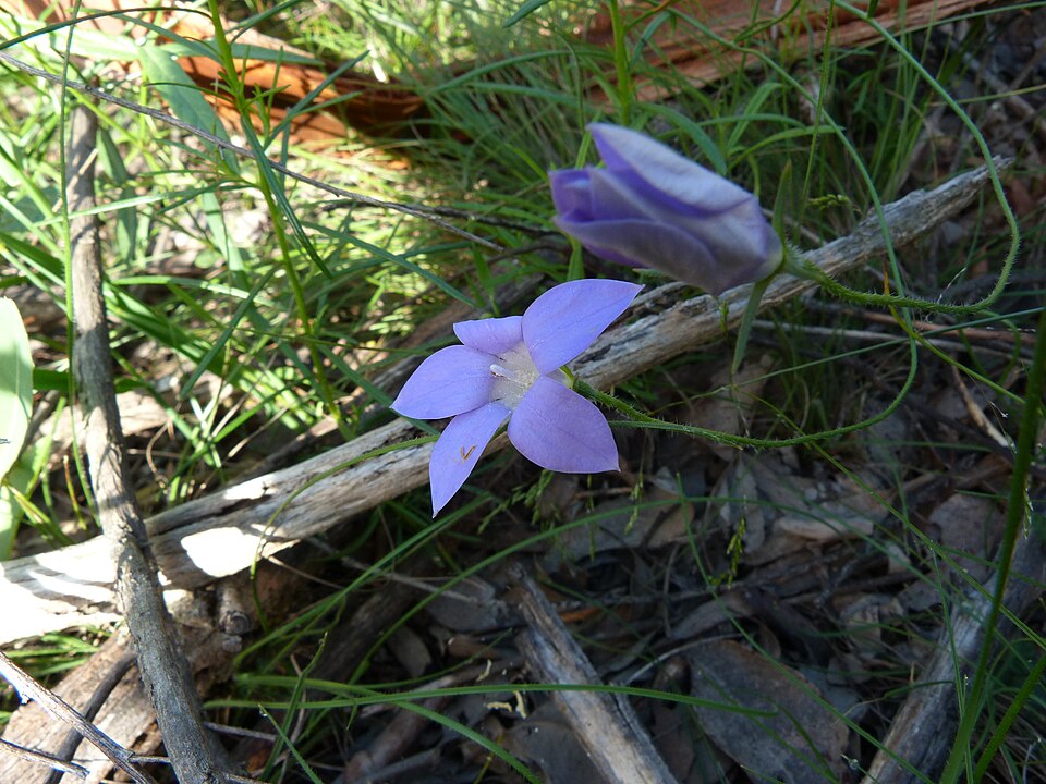 Wahlenbergia stricta (Australian bluebell) (alternate view 7)