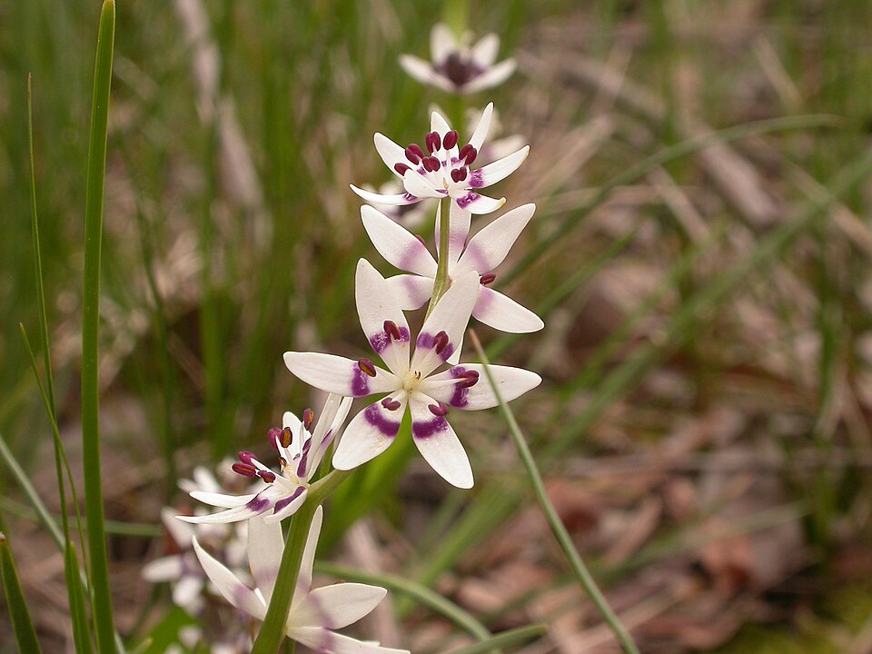 Wurmbea dioica (Early Nancy)