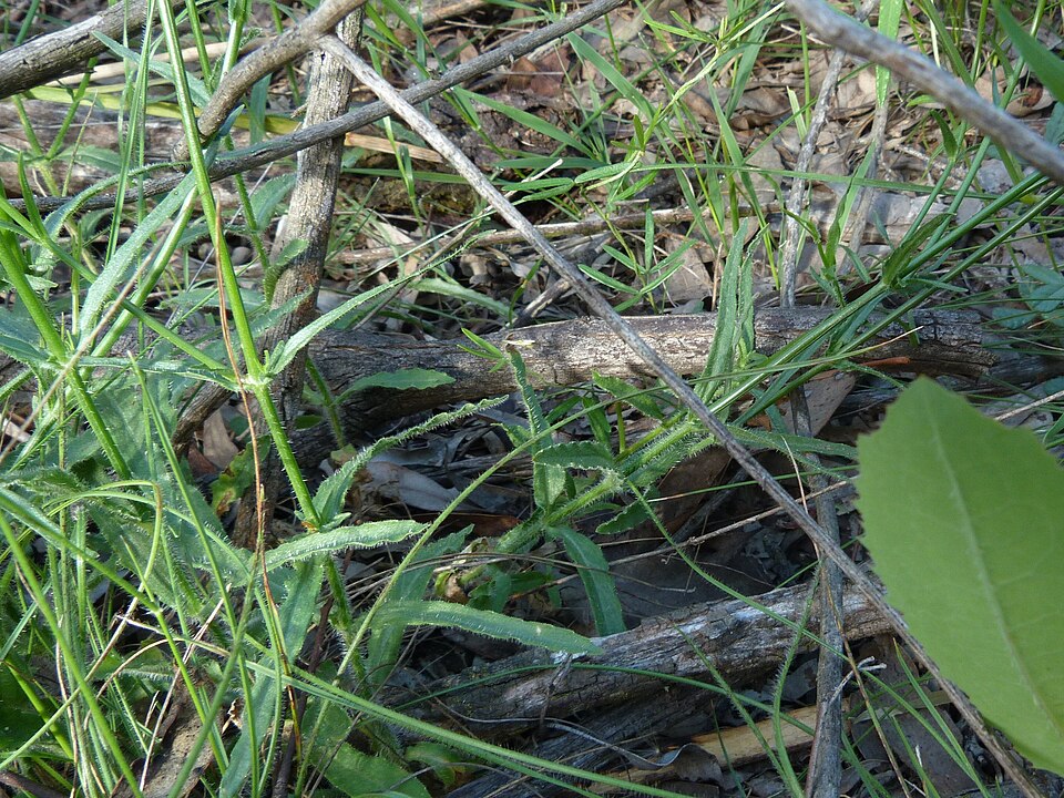 Wahlenbergia stricta (Australian bluebell) (alternate view 8)