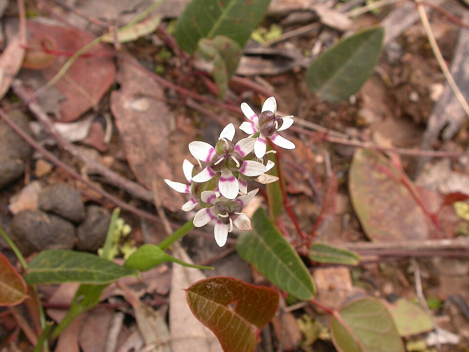 Wurmbea dioica (Early Nancy) (alternate view 2)