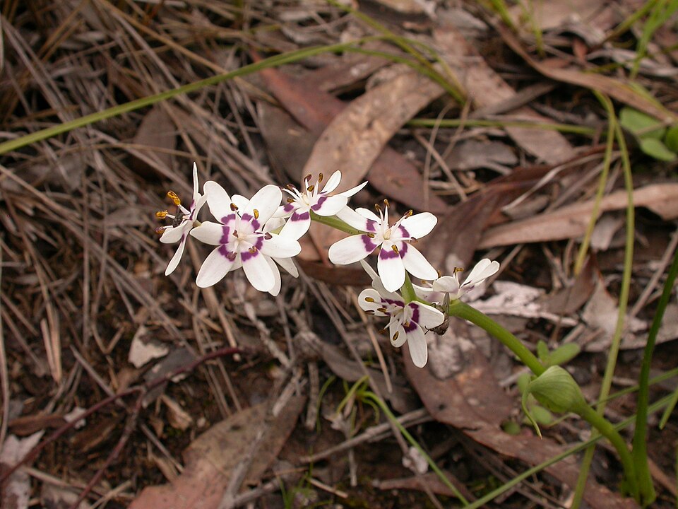 Wurmbea dioica (Early Nancy) (alternate view 3)