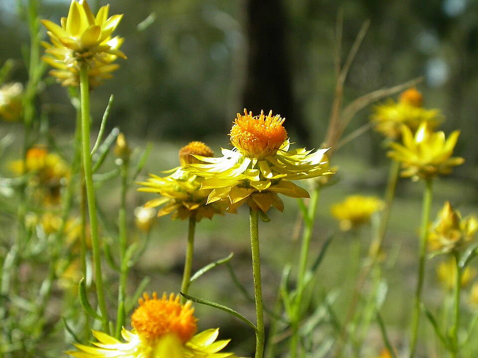 Xerochrysum viscosum (sticky everlasting) (alternate view 5)