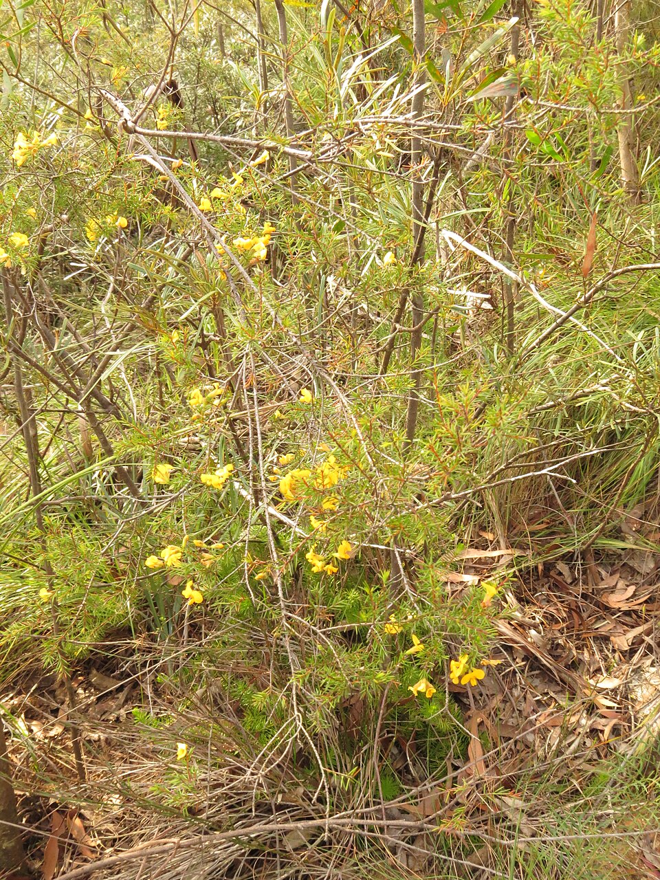 Dillwynia retorta (heathy parrot pea) (alternate view 9)