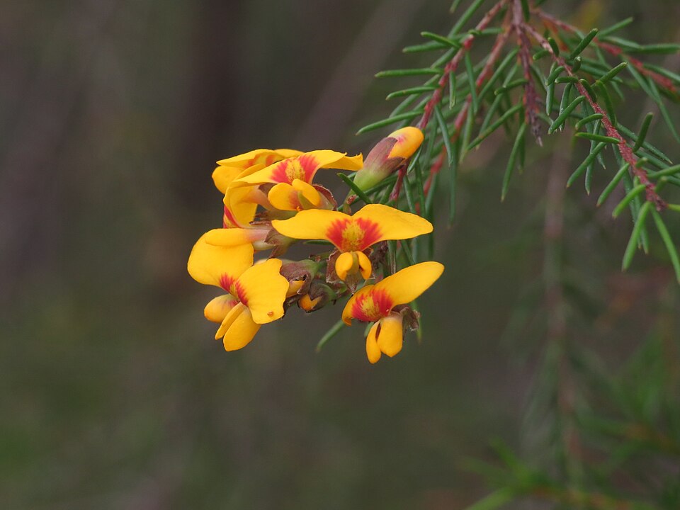 Dillwynia retorta (heathy parrot pea) (alternate view 10)
