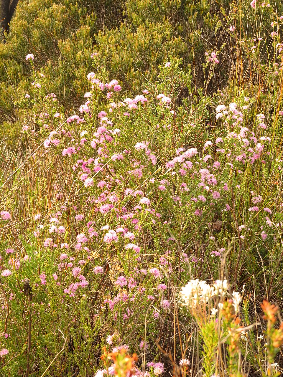 Kunzea capitata (Pink Kunzea)