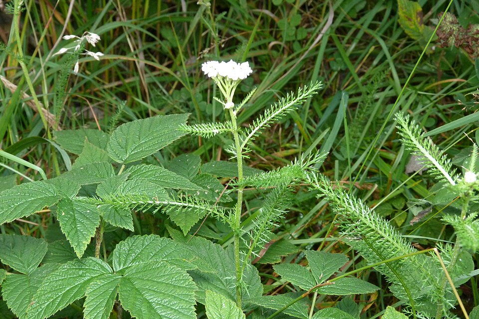Achillea millefolium (common yarrow) (alternate view 5)