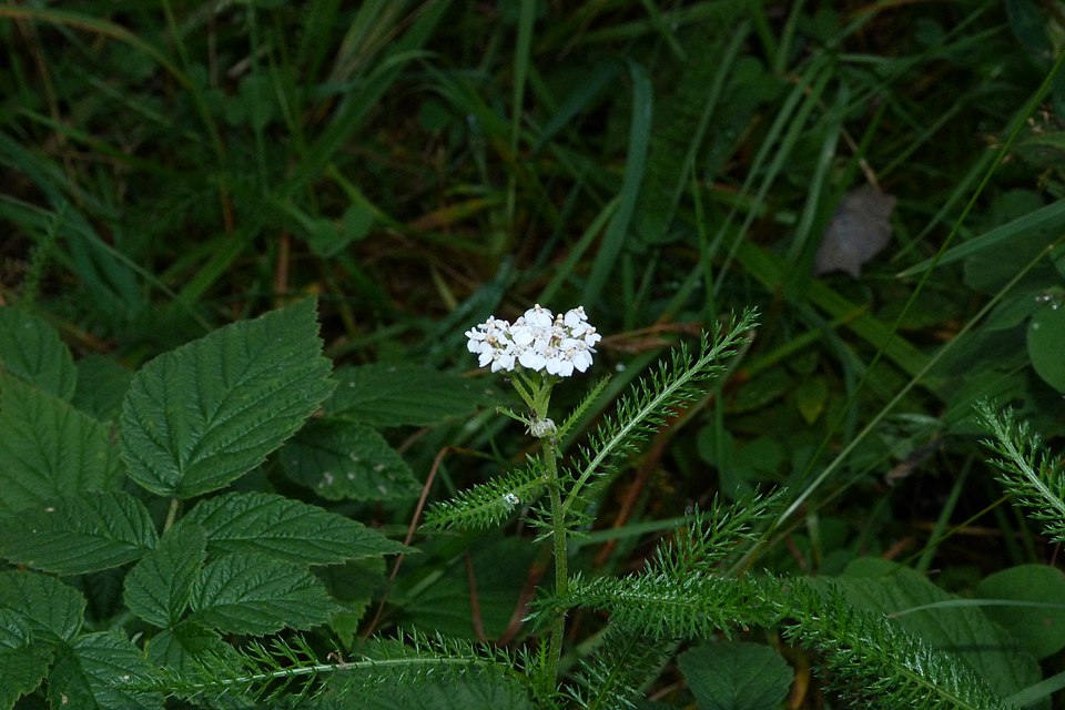 Achillea millefolium (common yarrow) (alternate view 6)
