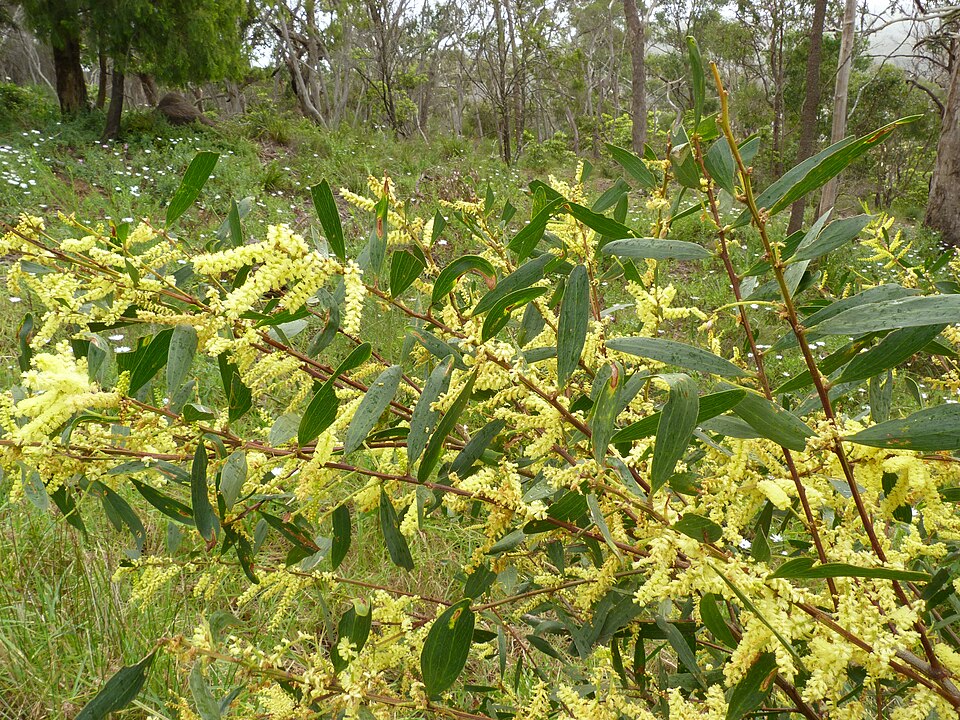 Acacia longifolia (Longleaf Wattle) (alternate view 4)