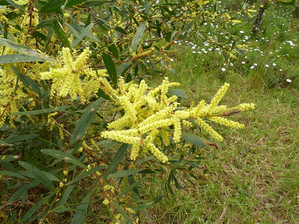 Acacia longifolia (Longleaf Wattle) (alternate view 5)