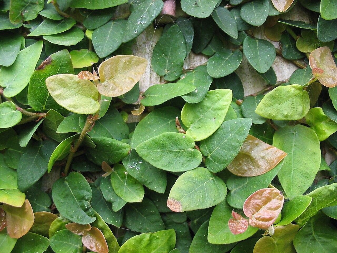 Ficus pumila, Creeping fig — climbing evergreen (Moraceae) (image 2 of 10)