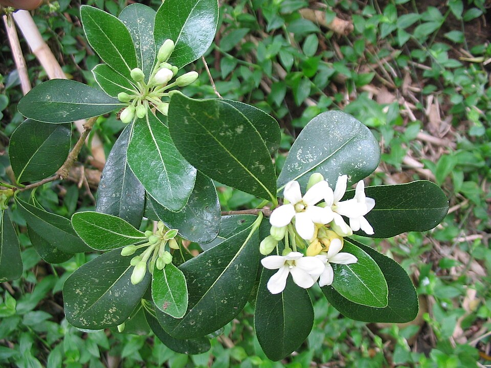 Pittosporum undulatum (Australian Cheesewood)