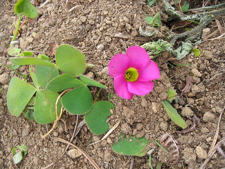 Oxalis purpurea (Purple woodsorrel) (alternate view 7)