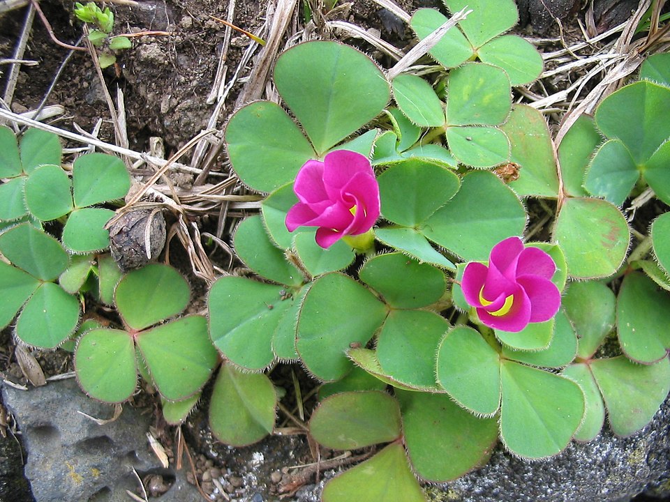 Oxalis purpurea (Purple woodsorrel) (alternate view 8)
