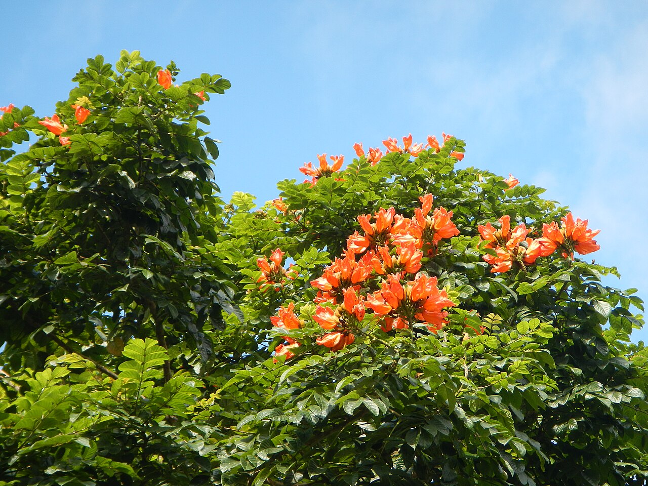 Spathodea campanulata, African tulip tree — upright semi-evergreen (Bignoniaceae) (image 6 of 9)