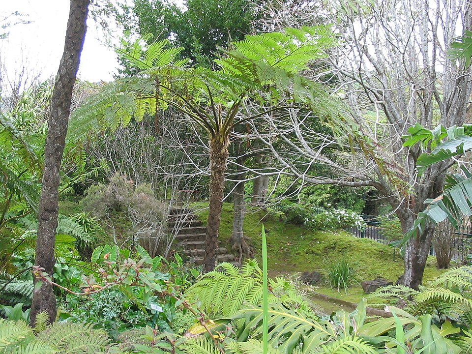 Sphaeropteris cooperi (Scaly Tree Fern) (alternate view 6)