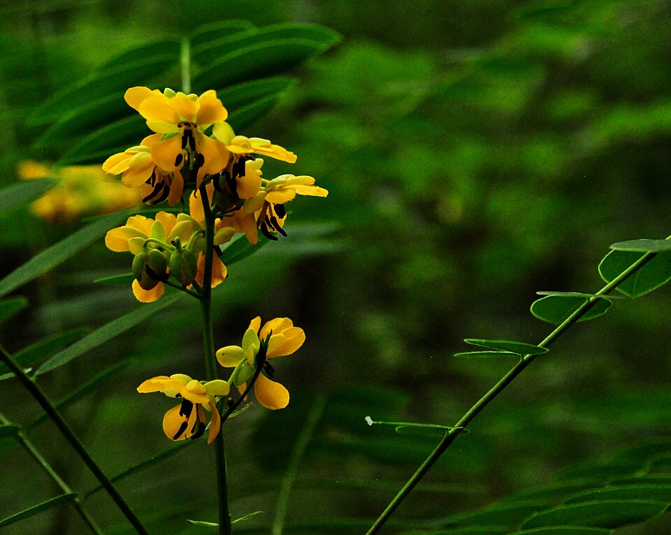 Senna hebecarpa (American senna) (alternate view 8)