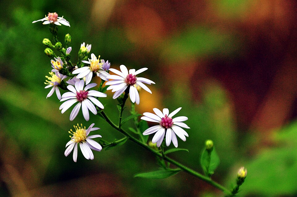 Symphyotrichum lanceolatum (panicled aster)