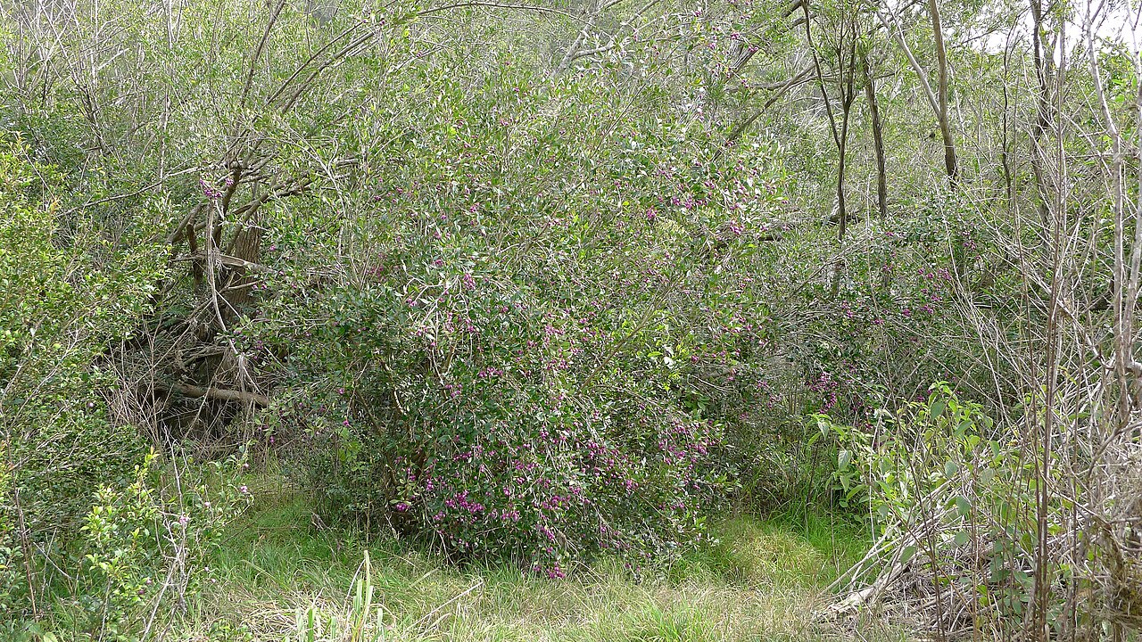 Syzygium luehmannii, Riberry — upright evergreen (Myrtaceae) (image 6 of 10)