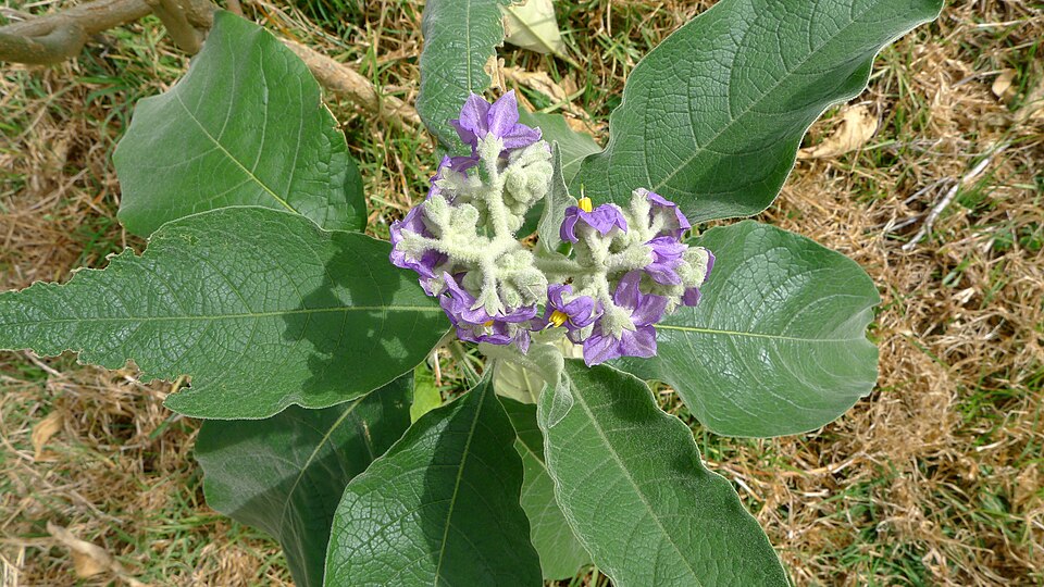 Solanum mauritianum (bugweed) (alternate view 4)