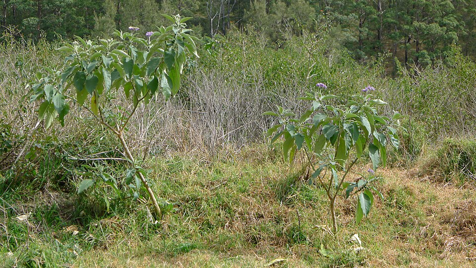 Solanum mauritianum (bugweed) (alternate view 5)