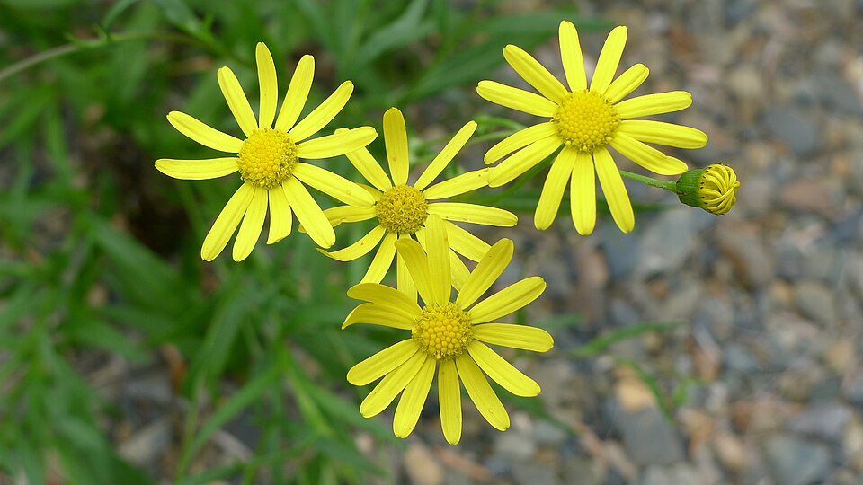 Senecio madagascariensis (Madagascar Ragwort) (alternate view 9)
