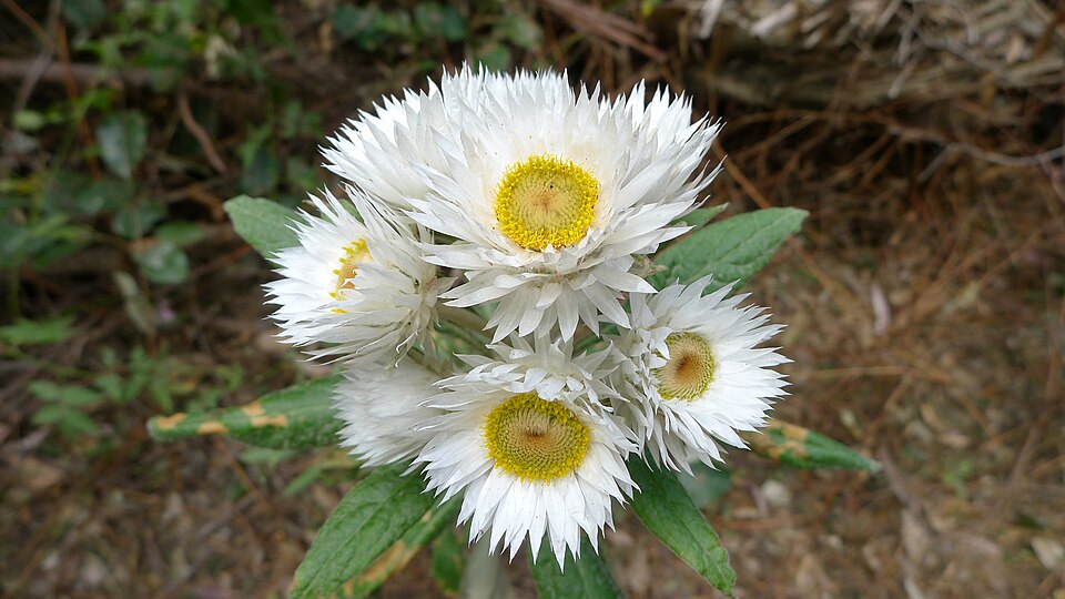 Coronidium elatum (white paper daisy) (alternate view 3)