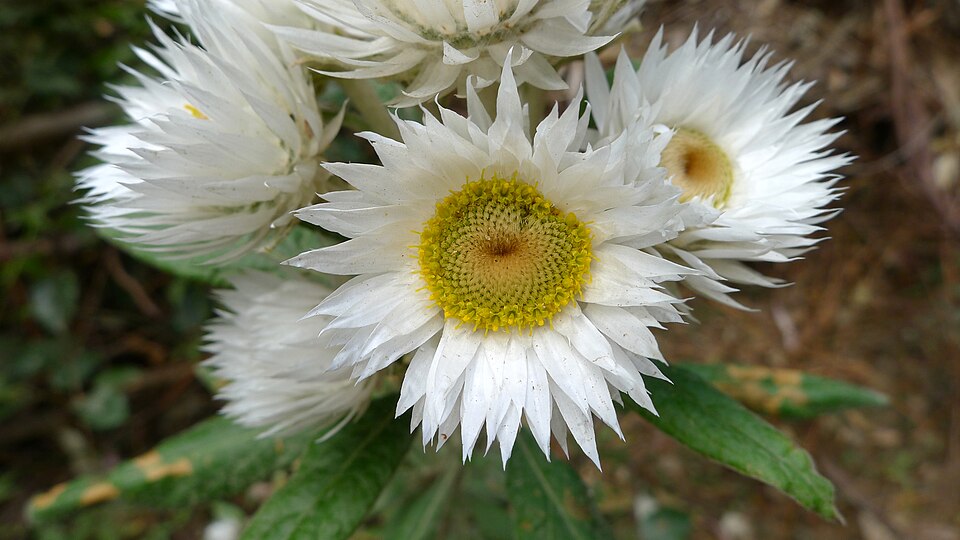 Coronidium elatum (white paper daisy) (alternate view 4)