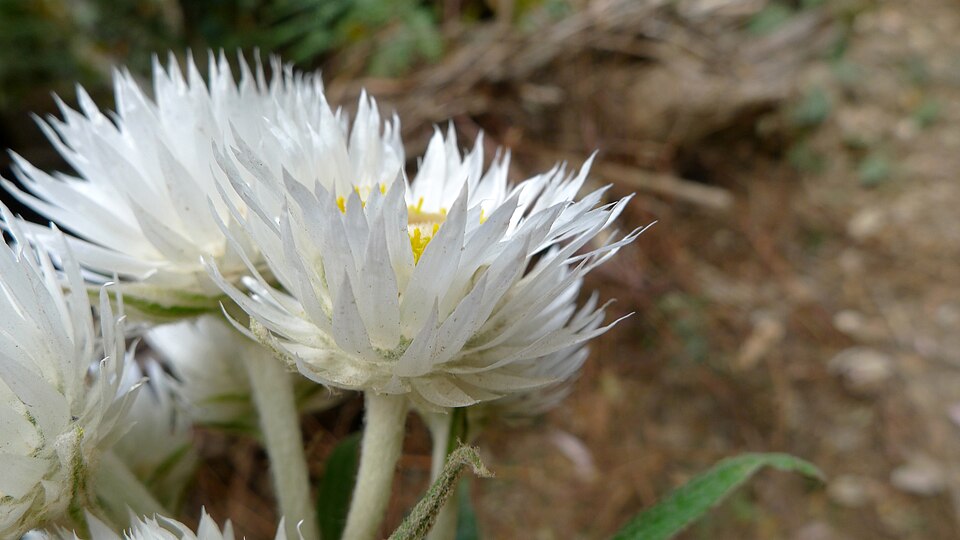 Coronidium elatum (white paper daisy) (alternate view 5)