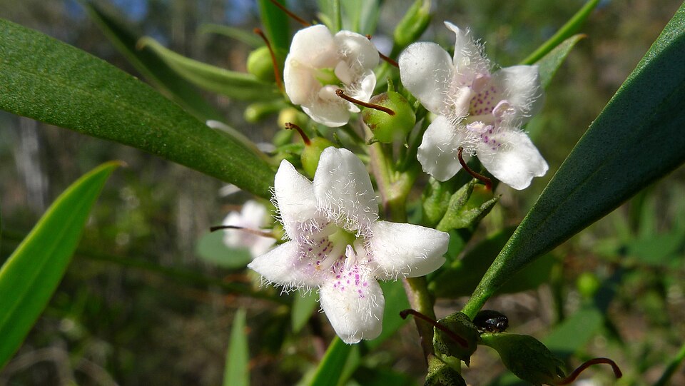 Myoporum (Ngaios) (alternate view 2)